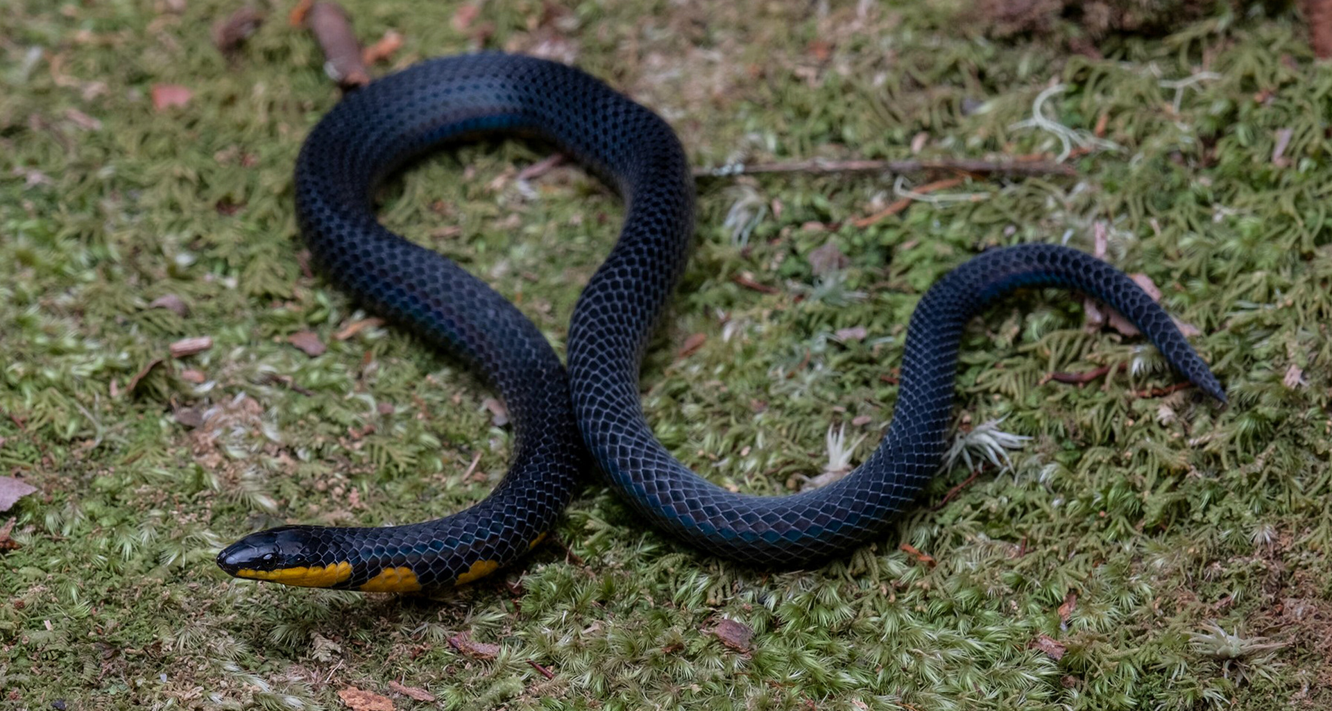 Tweedie's reed snake (Macrocalamus tweediei).
