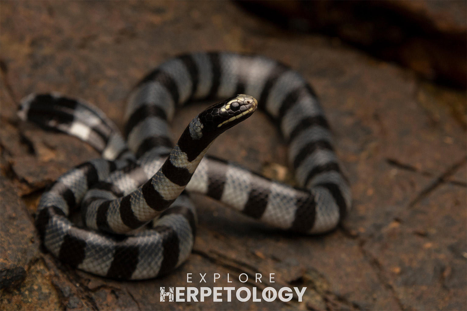 Yellow-lipped sea krait (Laticauda colubrina).