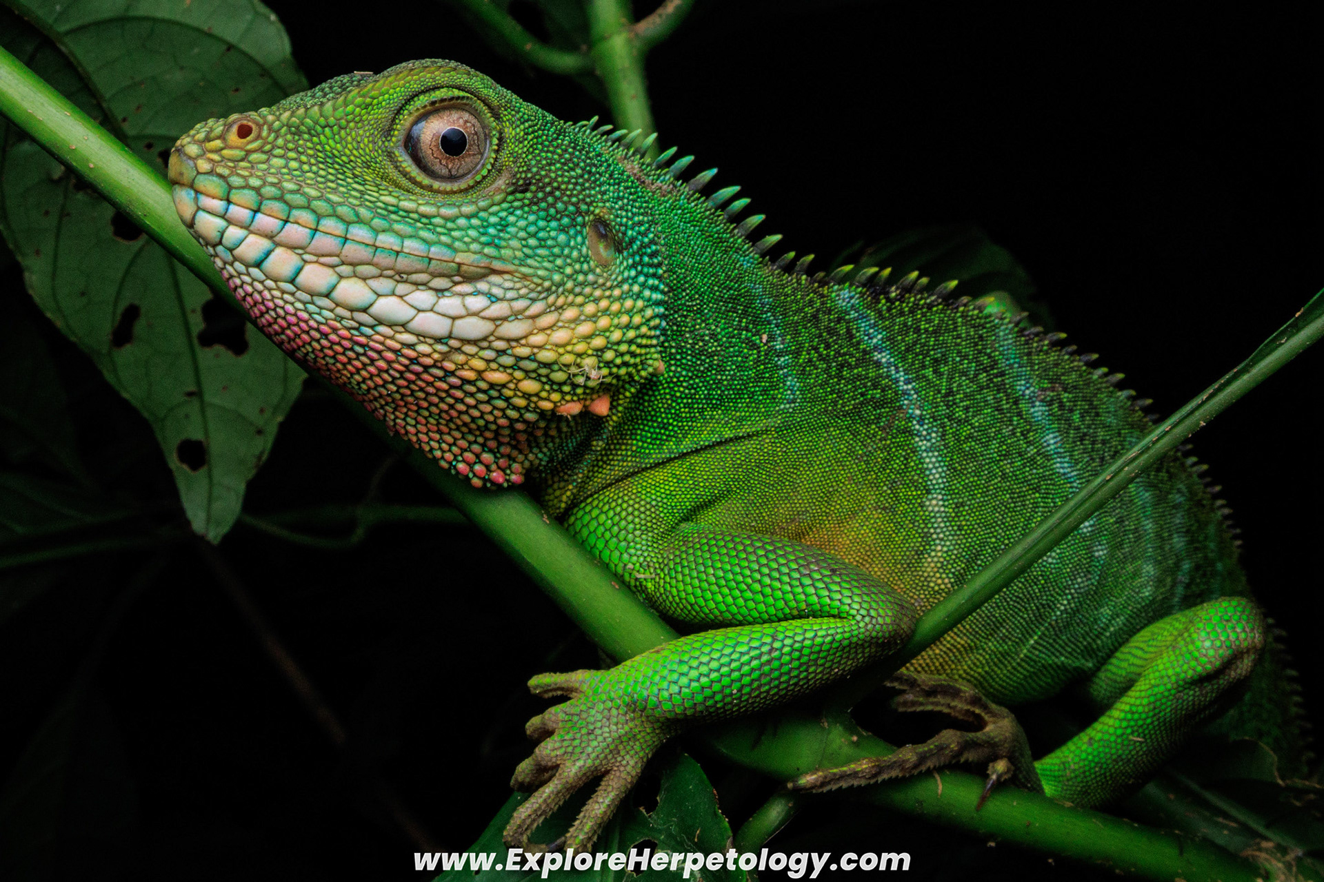 Chinese water dragon (Physignathus cococinus).