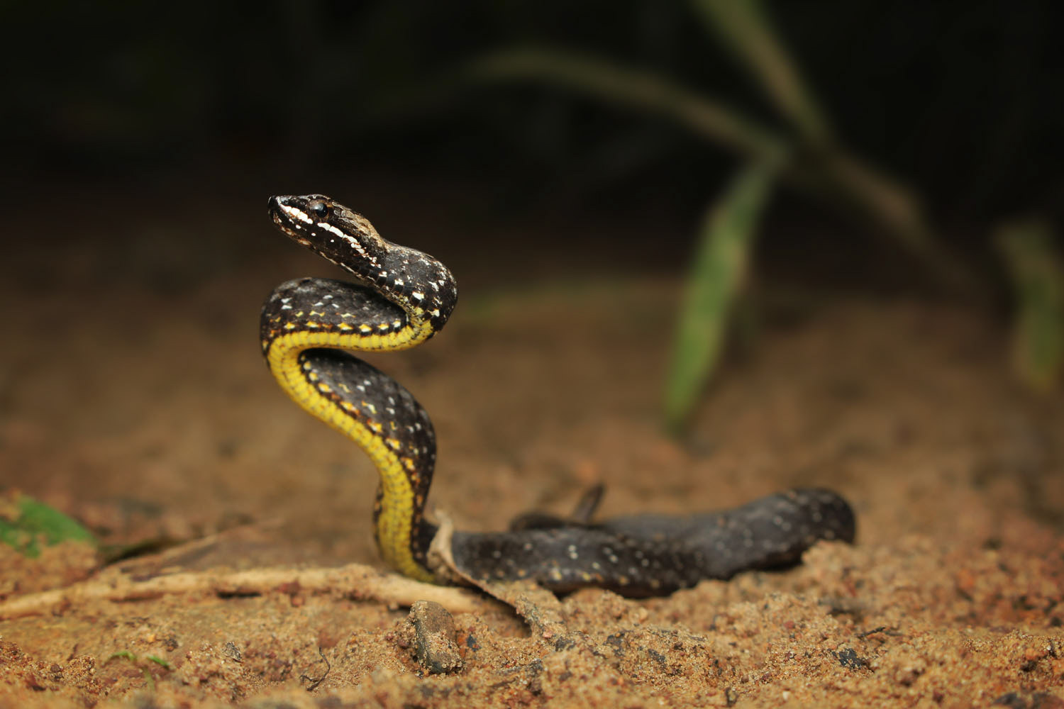 Mock viper (Psammodynastes pulverulentus)