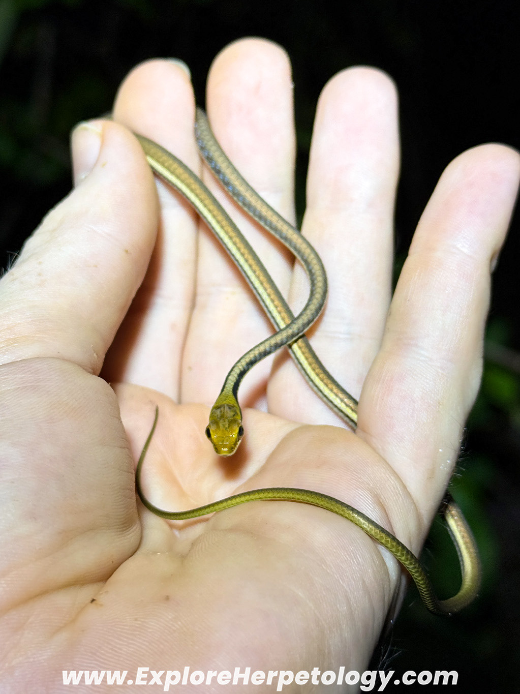 Painted bronzeback (Dendrelaphis pictus).