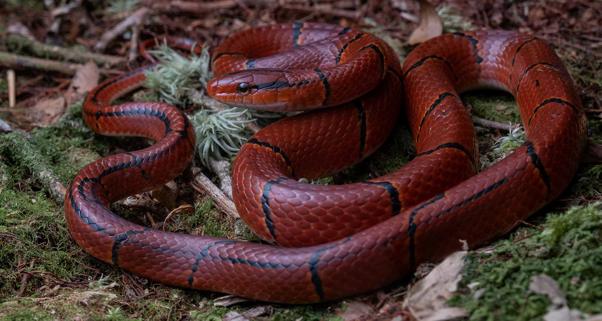 Red bamboo ratsnake (Oreocryptophis porphyracea)