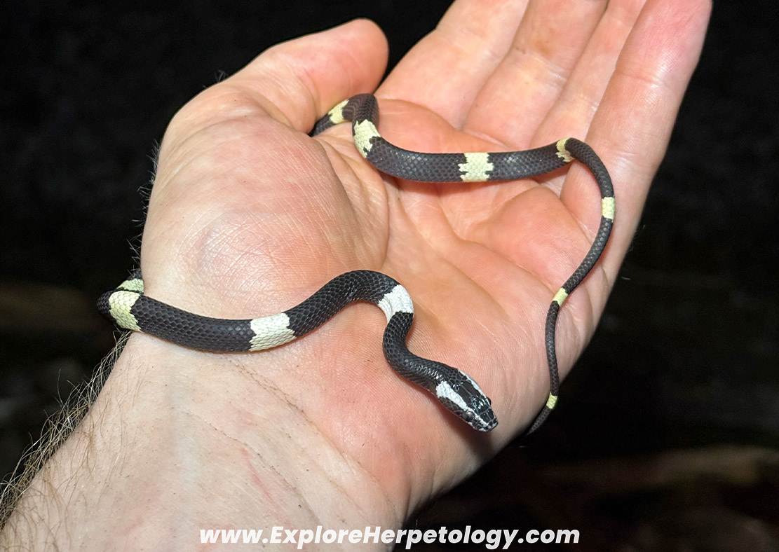 Scarce wolf snake (Lycodon effraenis).