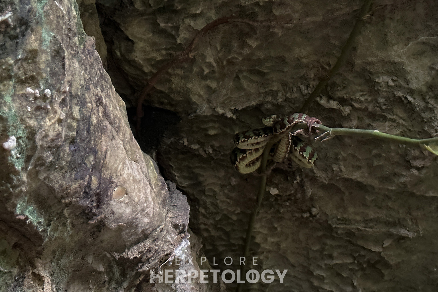 Beautiful pit viper (Trimeresurus venustus) in situ.