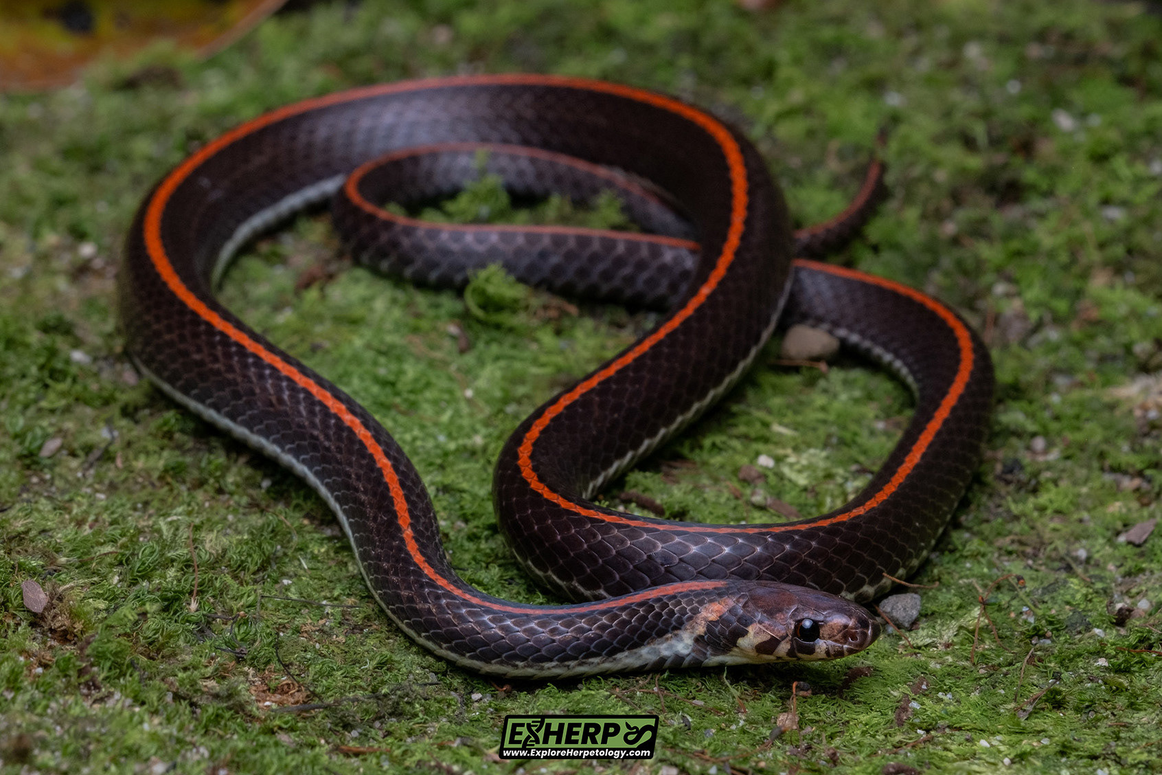 Three-striped kukri snake (Oligodon trilineatus).