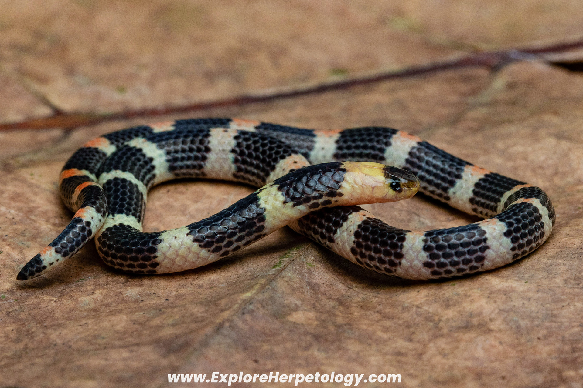 Variable reed snake (Calamaria lumbricodea).