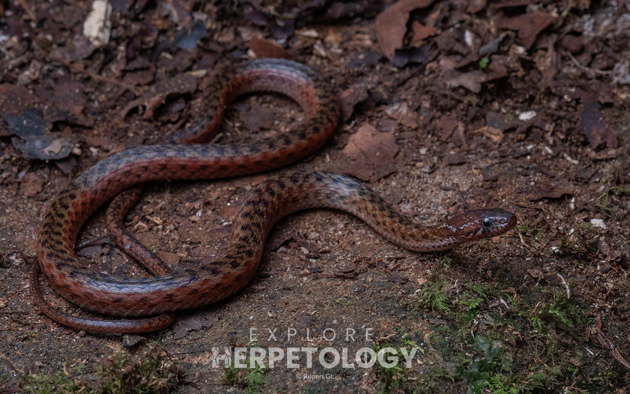 Red mountain keelback (Hebius sanguineum)