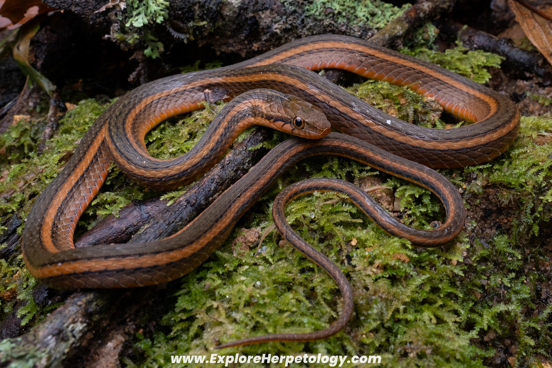 Kutkai keelback (Hebius bitaeniatum).