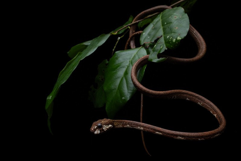 Blunt-headed slug snake (Aplopeltura boa)