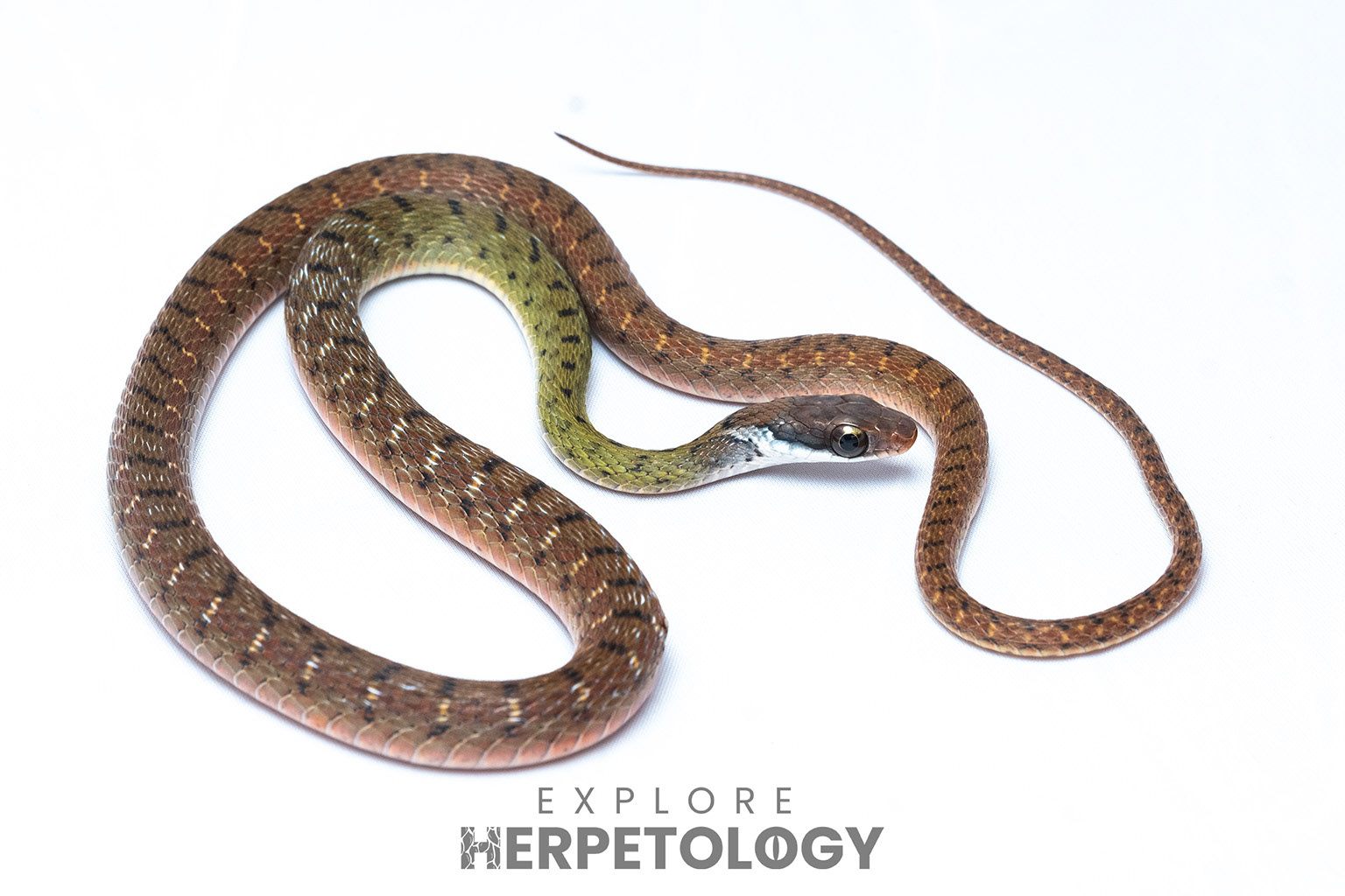 Speckle-bellied keelback (Rhabdophis chrysargos).