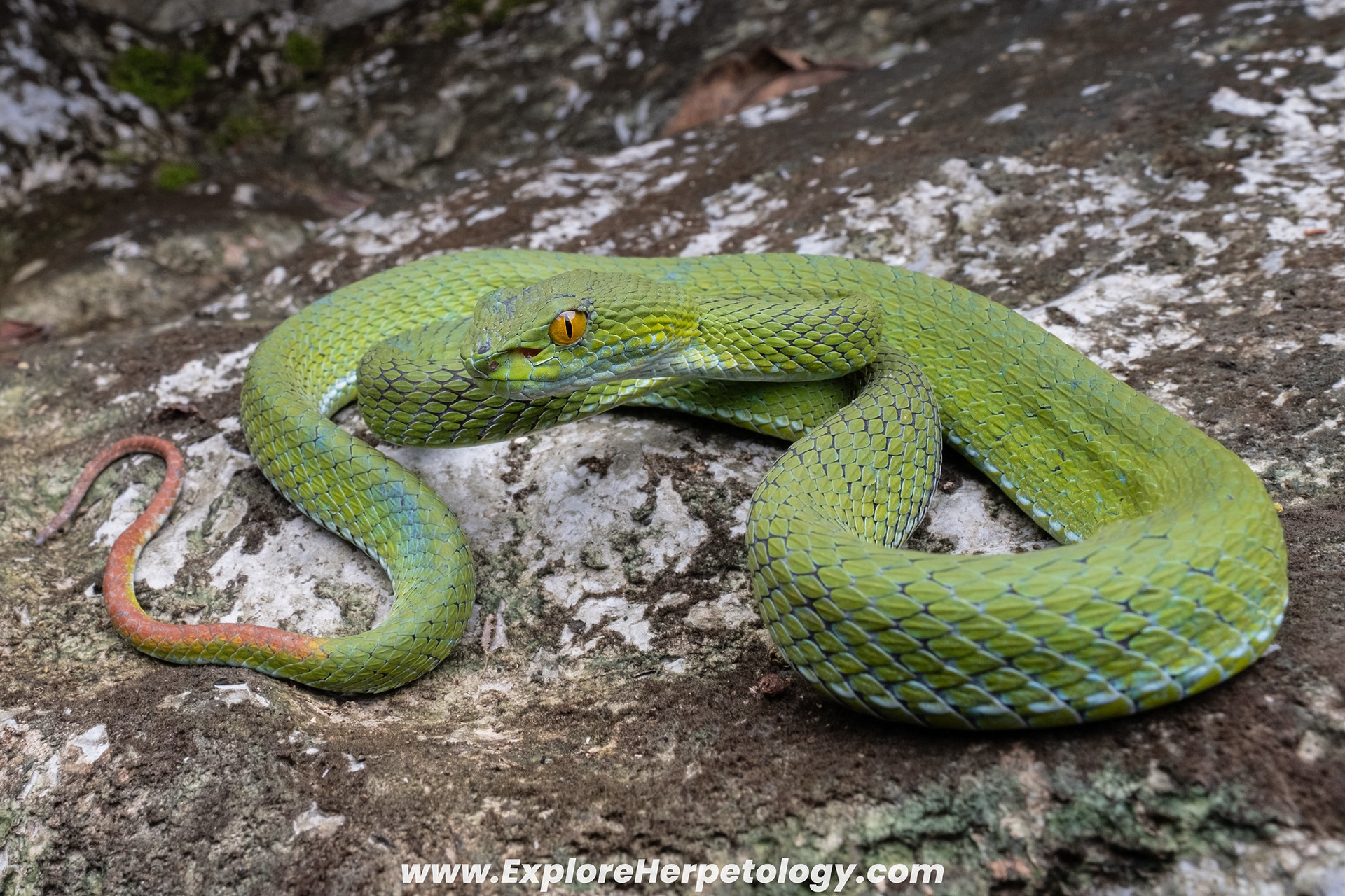 Large-eyed pit viper (Trimeresurus cf. macrops).
