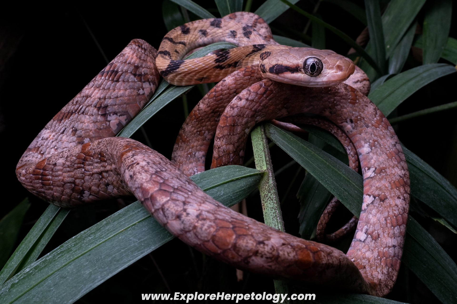 Siamese cat snake (Boiga siamensis).