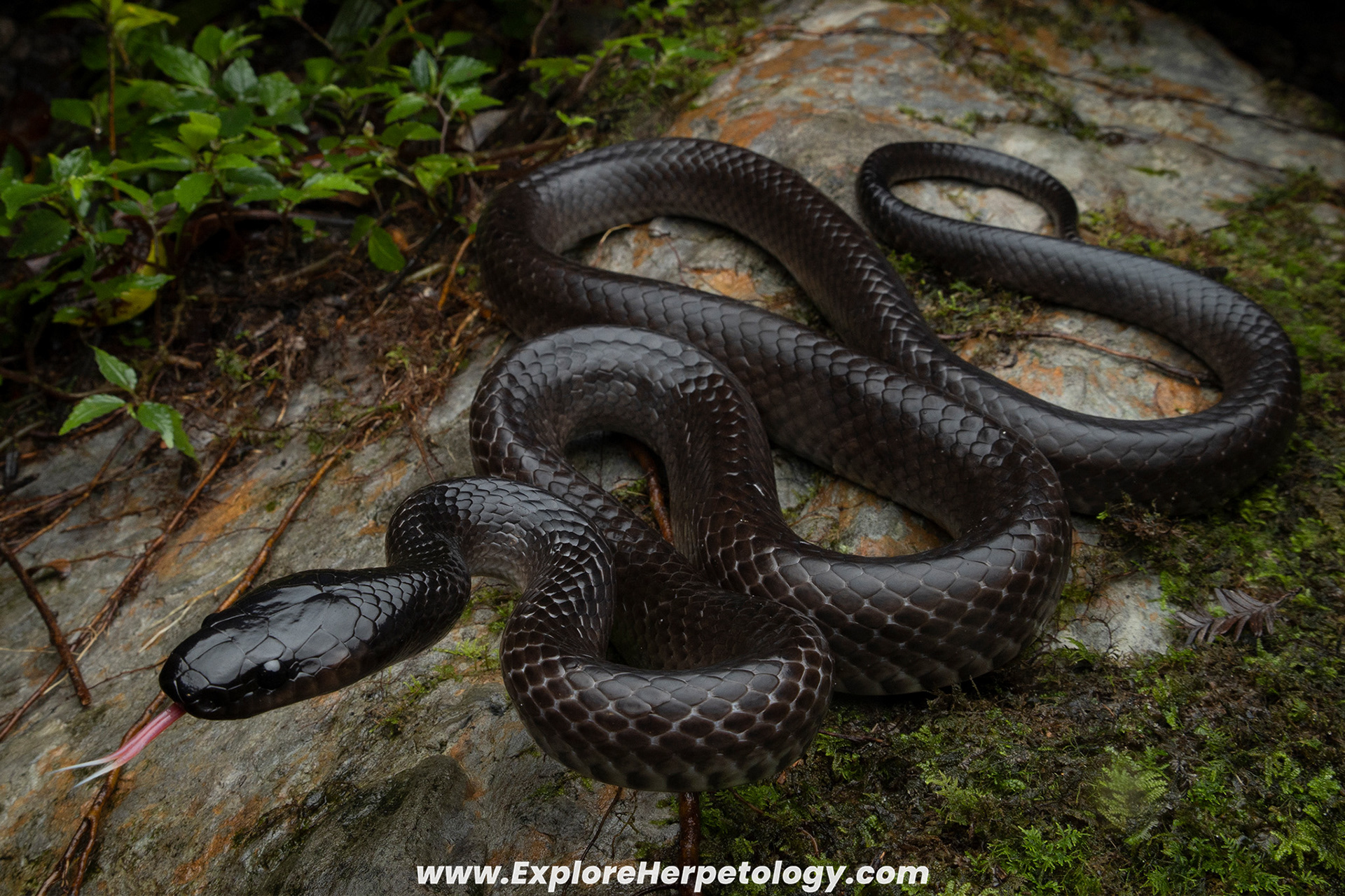 Kinabalu black snake (Stegonotus caligocephalus).