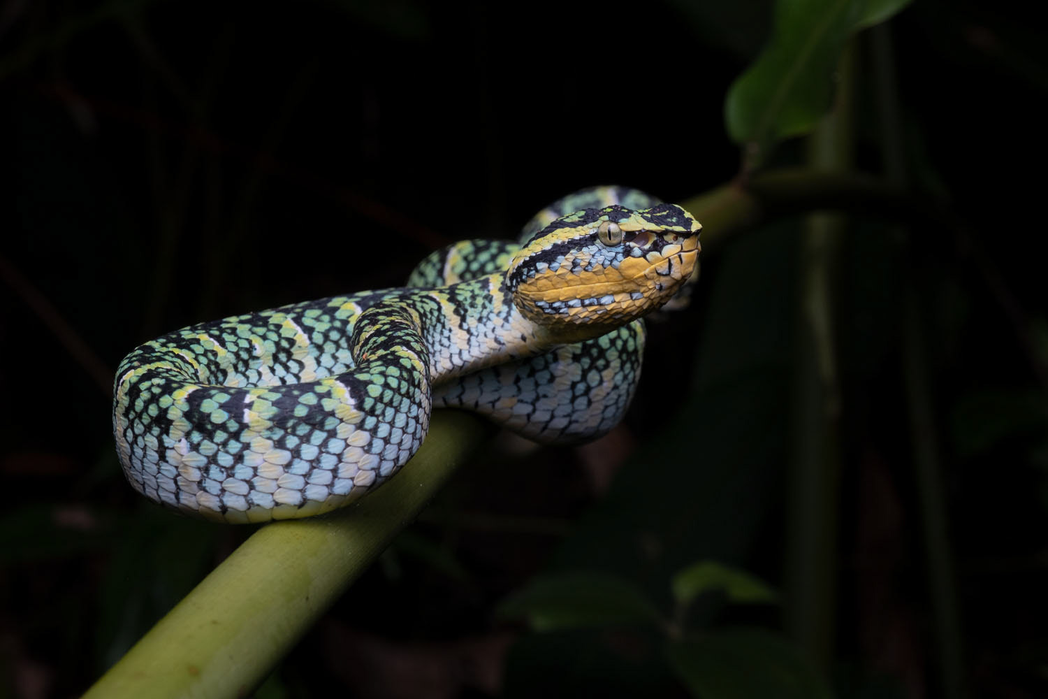 Wagler's pit viper (Tropidolaemus wagleri)