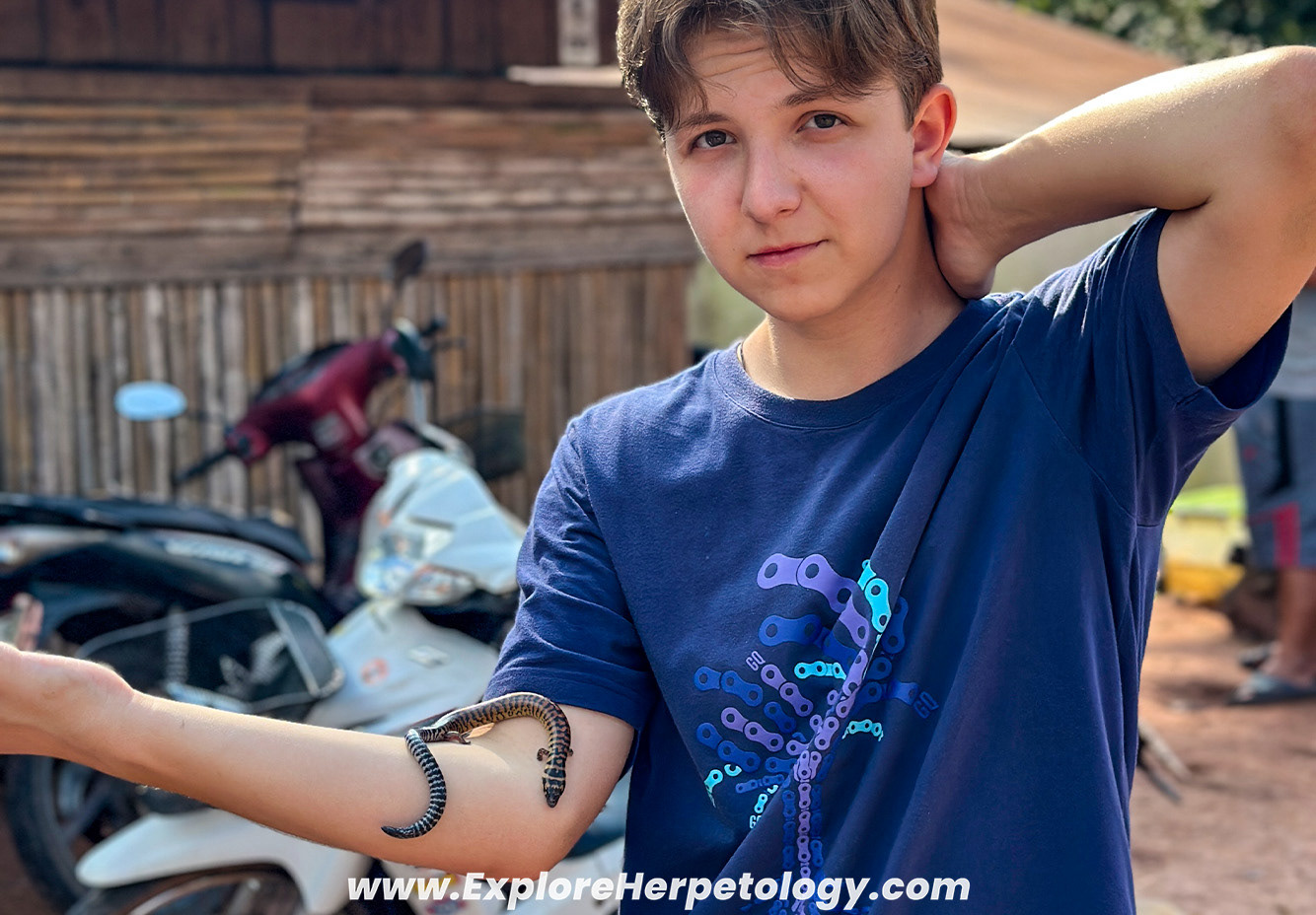 Harold Young's supple skink (Lygosoma haroldyoungi)