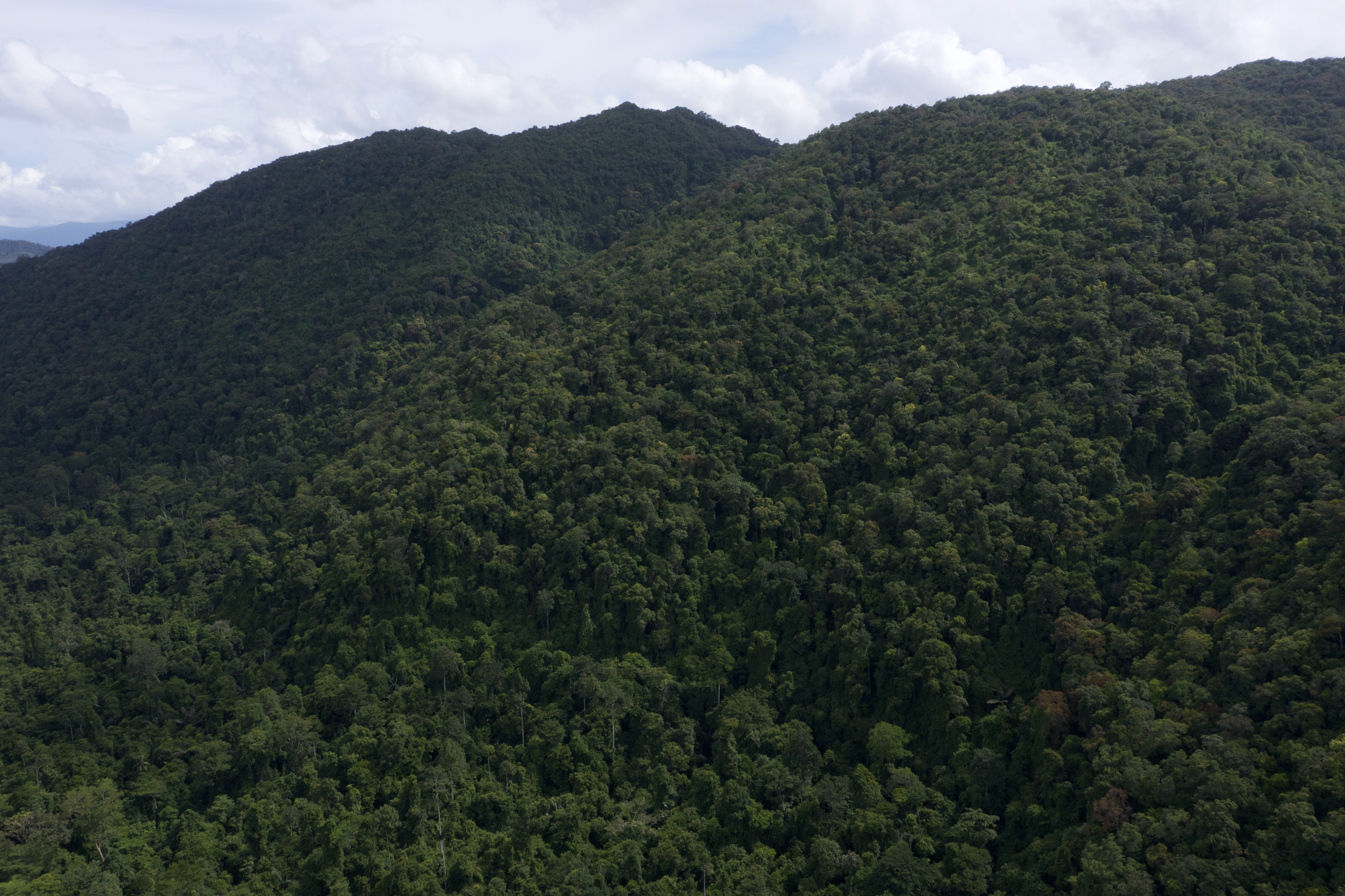Limestone-based primary rainforest, Phatthalung