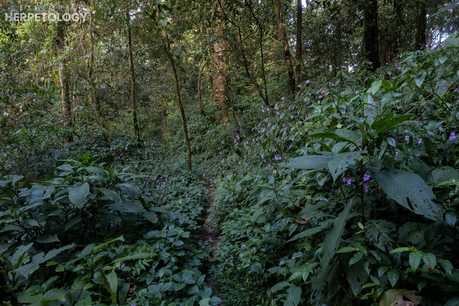 Montane forest trail.