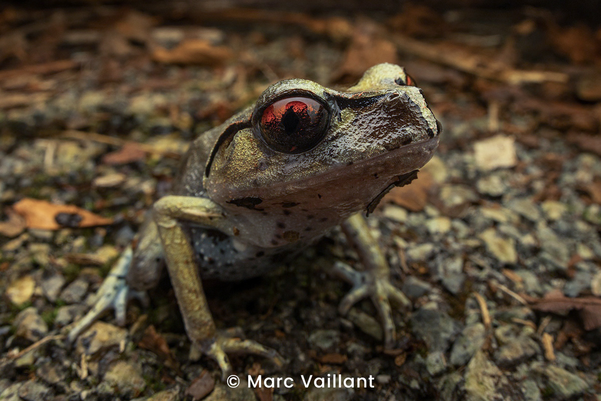 Hendrickson's litter frog (Leptobrachium hendricksonii).