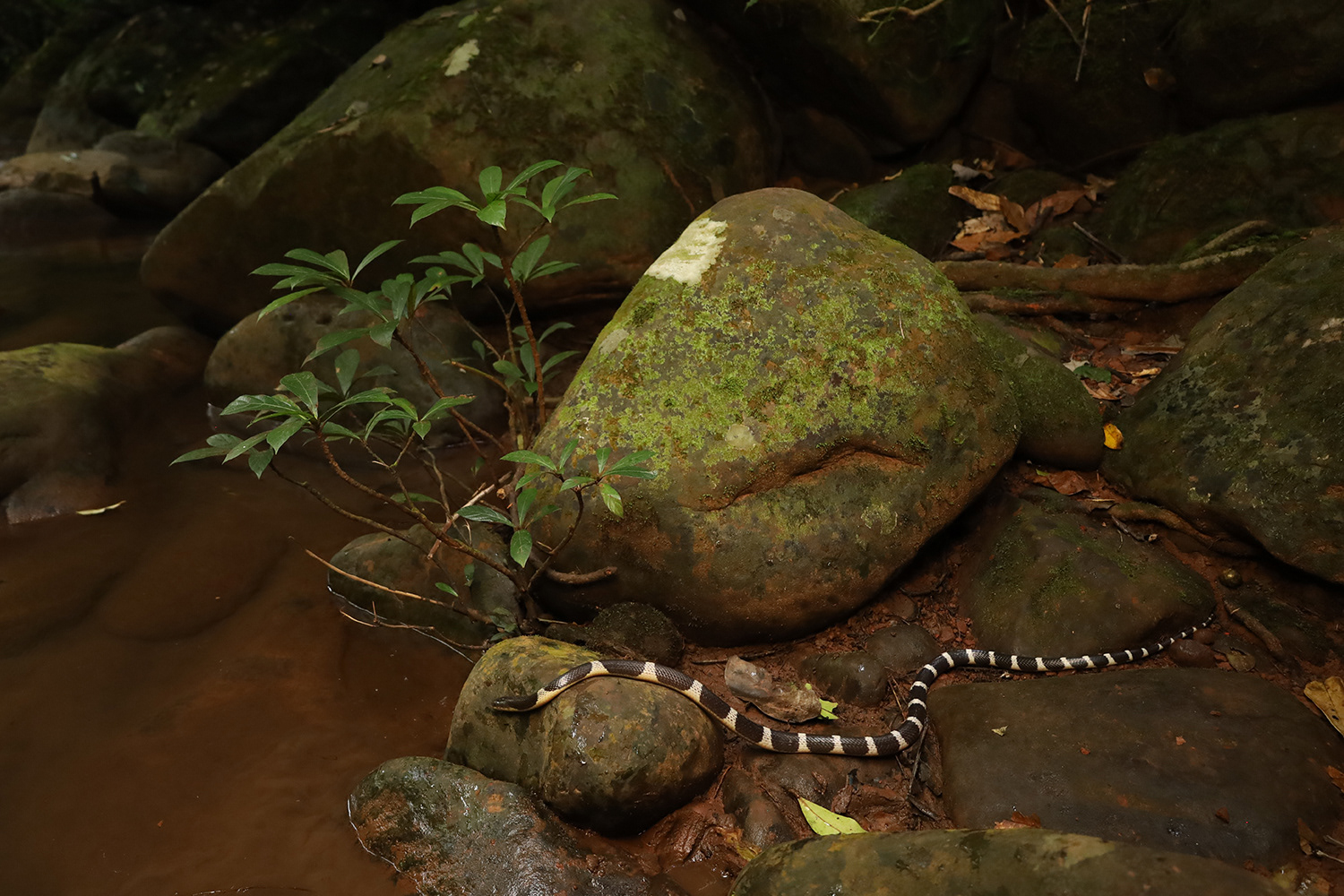 Malayan krait (Bungarus candidus).