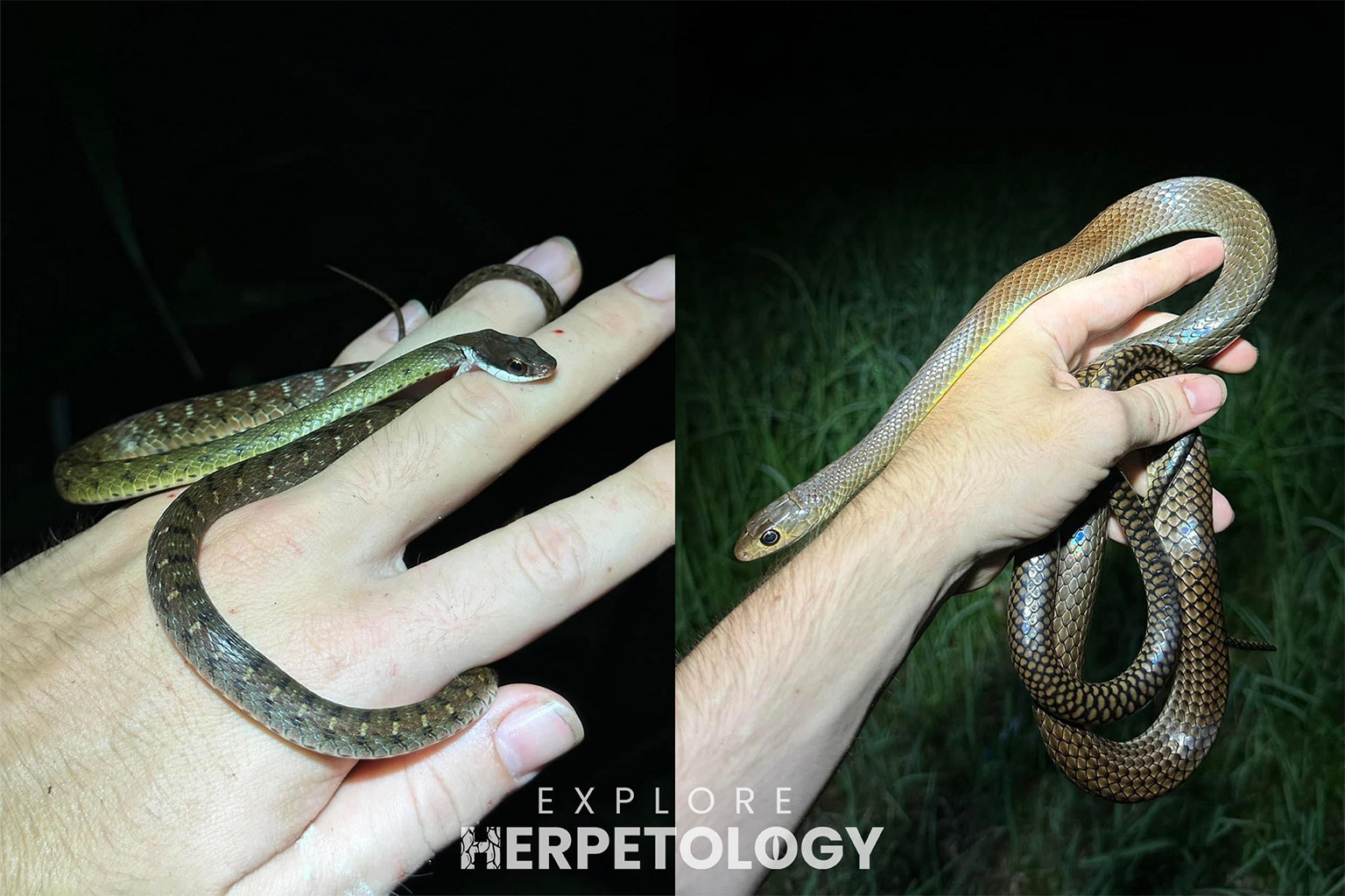 Left: Rhabdophis chrysargos. Right: Ptyas korros.