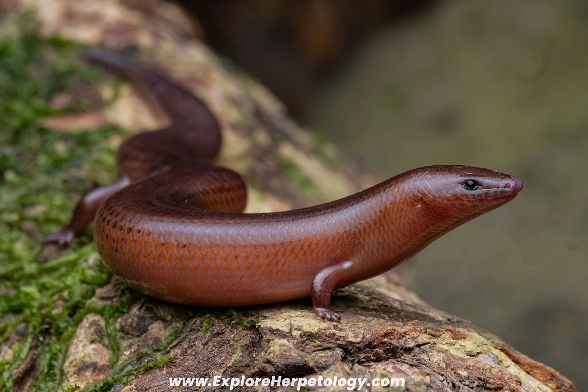 Western Mindanao short-limbed skink (Brachymeles cf. tiboliorum)