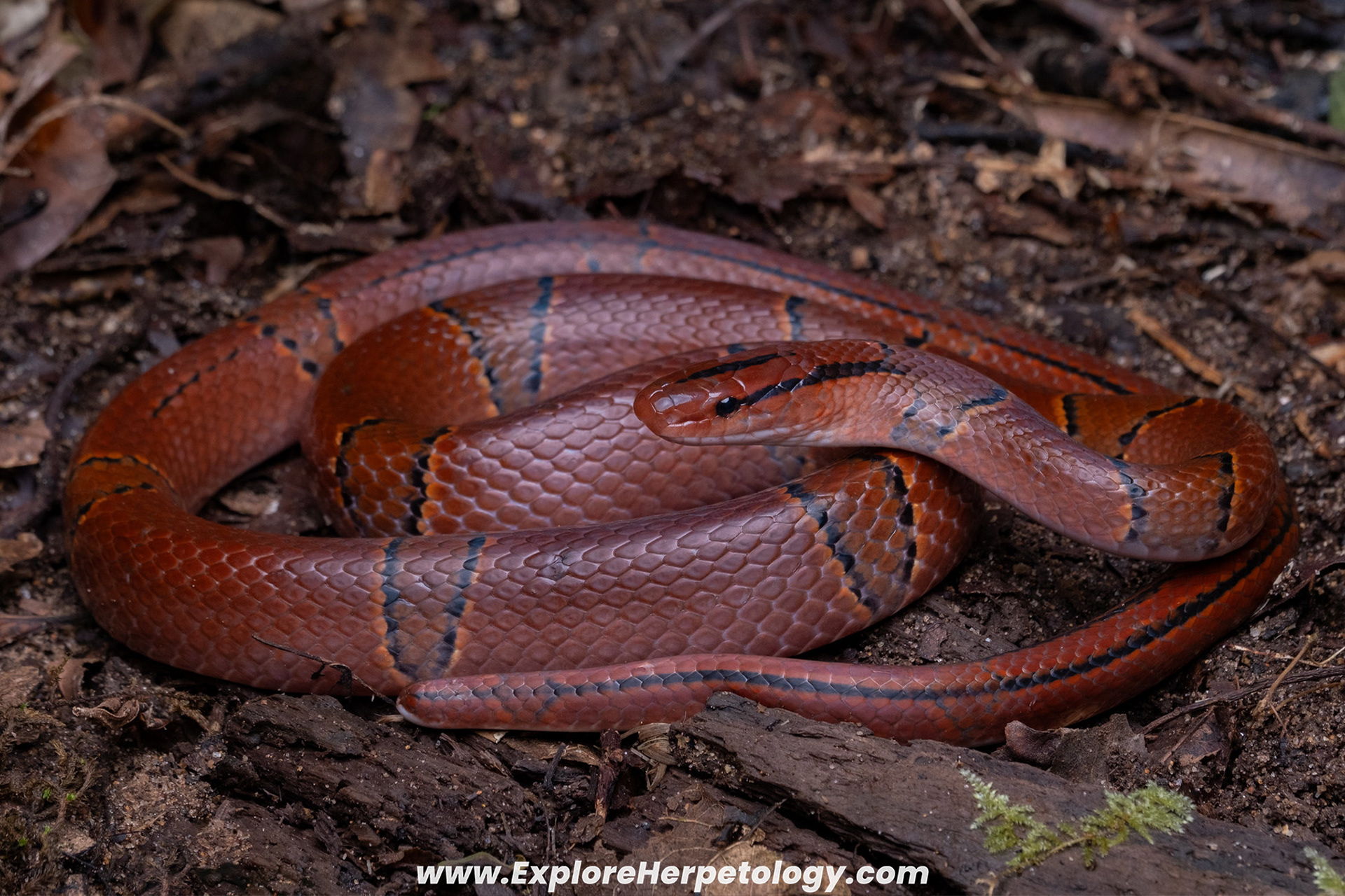 Red bamboo ratsnake (Oreocryptophis porphyracea).
