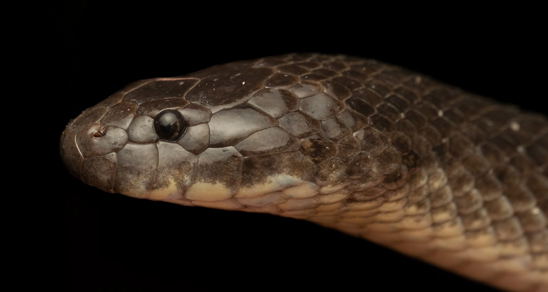 Crab-eating mangrove snake (Fordonia leucobalia).