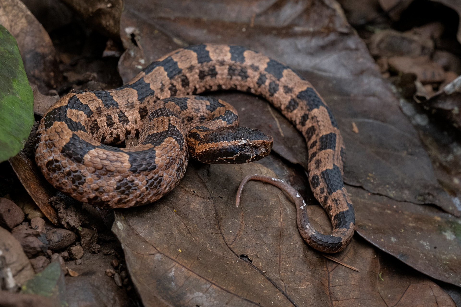 Mountain pit viper (Ovophis cf. monticola)