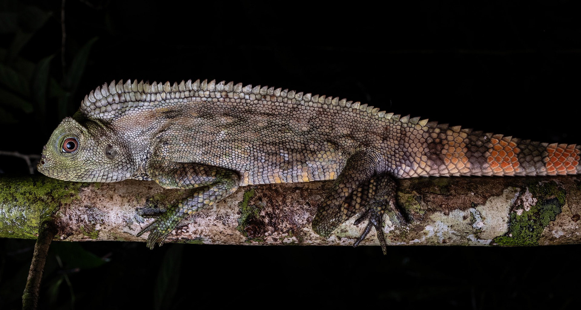 Abbott's angle-headed lizard (Gonocephalus abbotti).