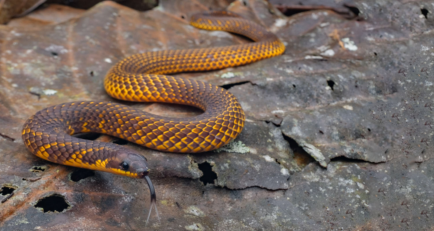 The beautiful Cameron Highlands endemic Schulz's reed snake (Macrocalamus schulzi).