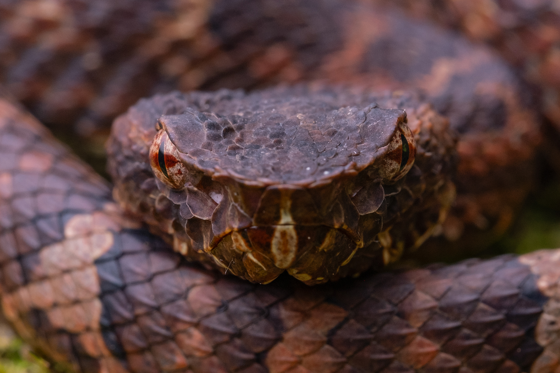 Sumatran leaf-nose viper (Craspedocephalus andalasensis)