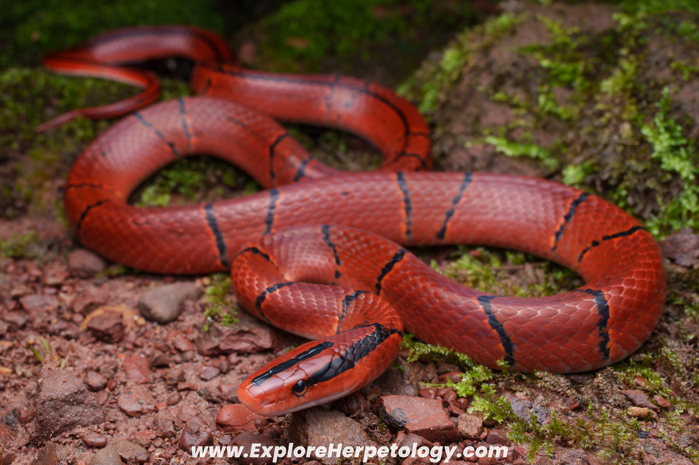 Yunnan red bamboo ratsnake (Oreocryptophis porphyracea pulchra).
