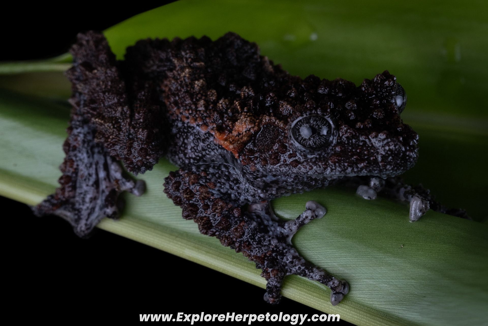 Gordon's bug-eyed frog (Theloderma gordoni).