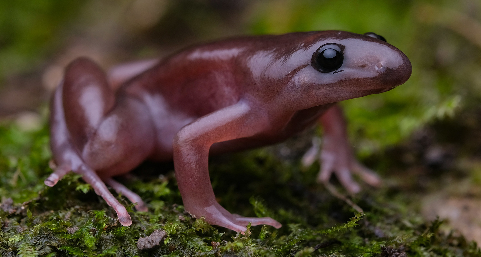Ah Tung's frog (Gastrophrynoides immaculatus).