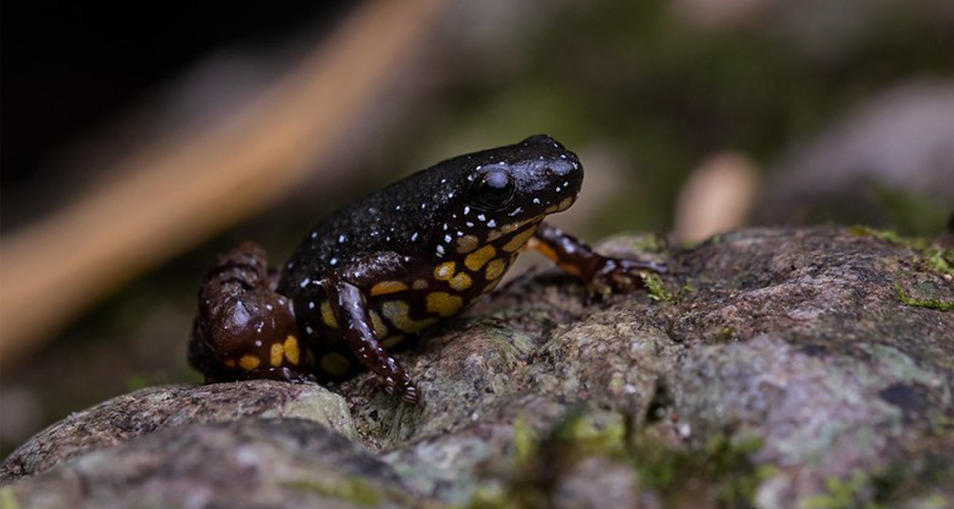 Saffron-bellied frog (Chaperina fusca)