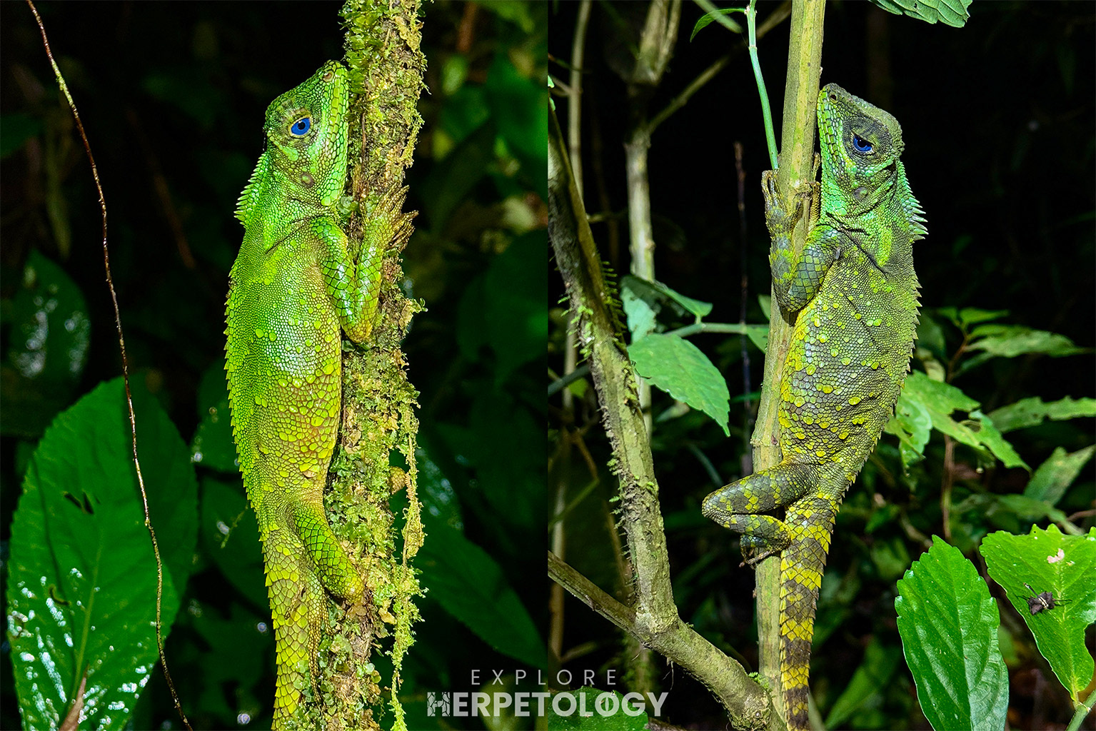 Manthey's forest dragon (Gonocephalus lacunosus)