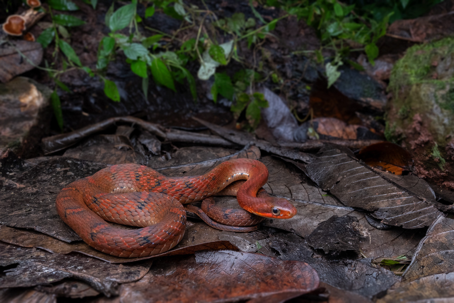 Large-eyed false cobra (Pseudoxenodon macrops).