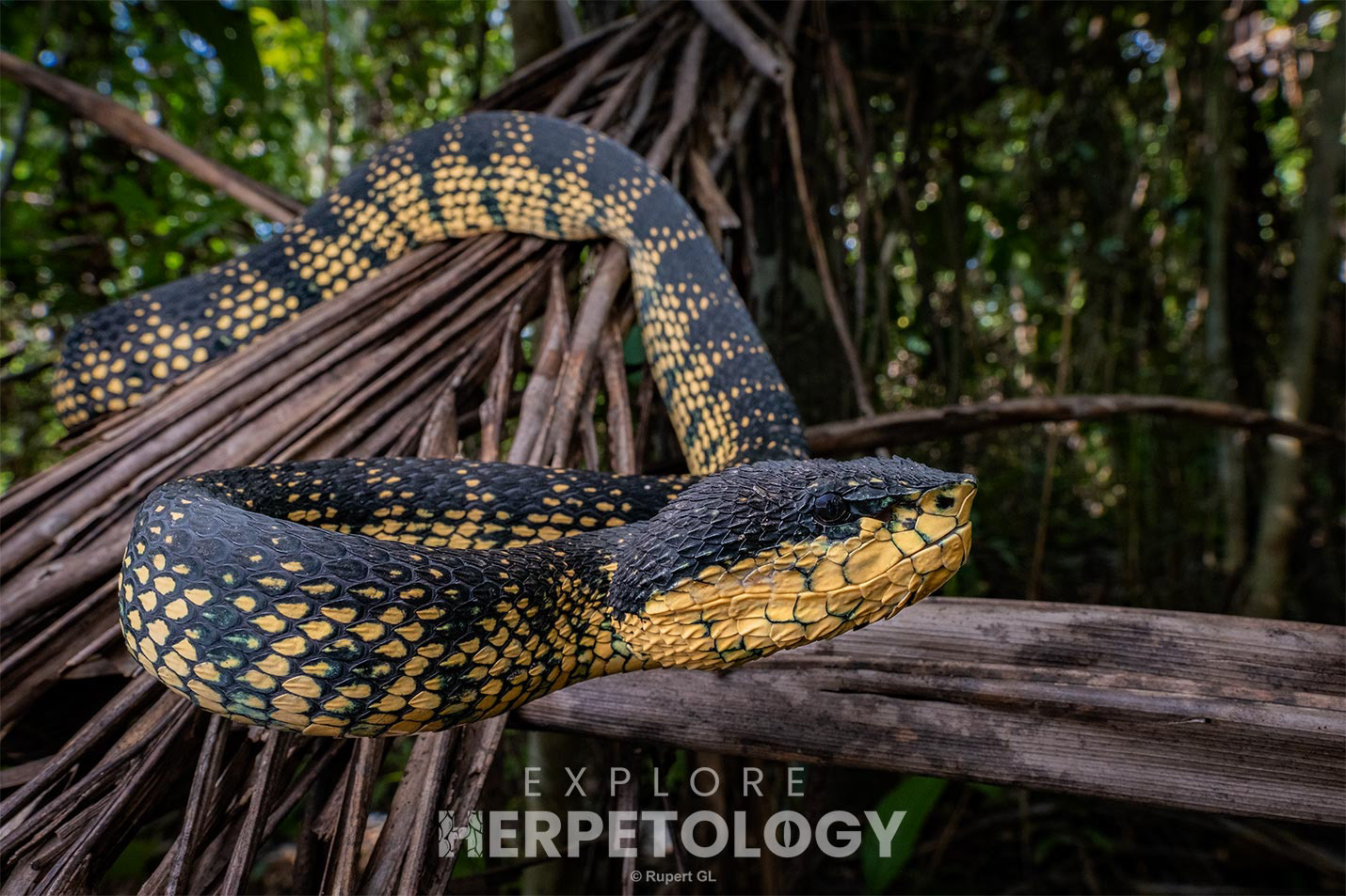 Adult female Tropidolaemus cf. subannulatus