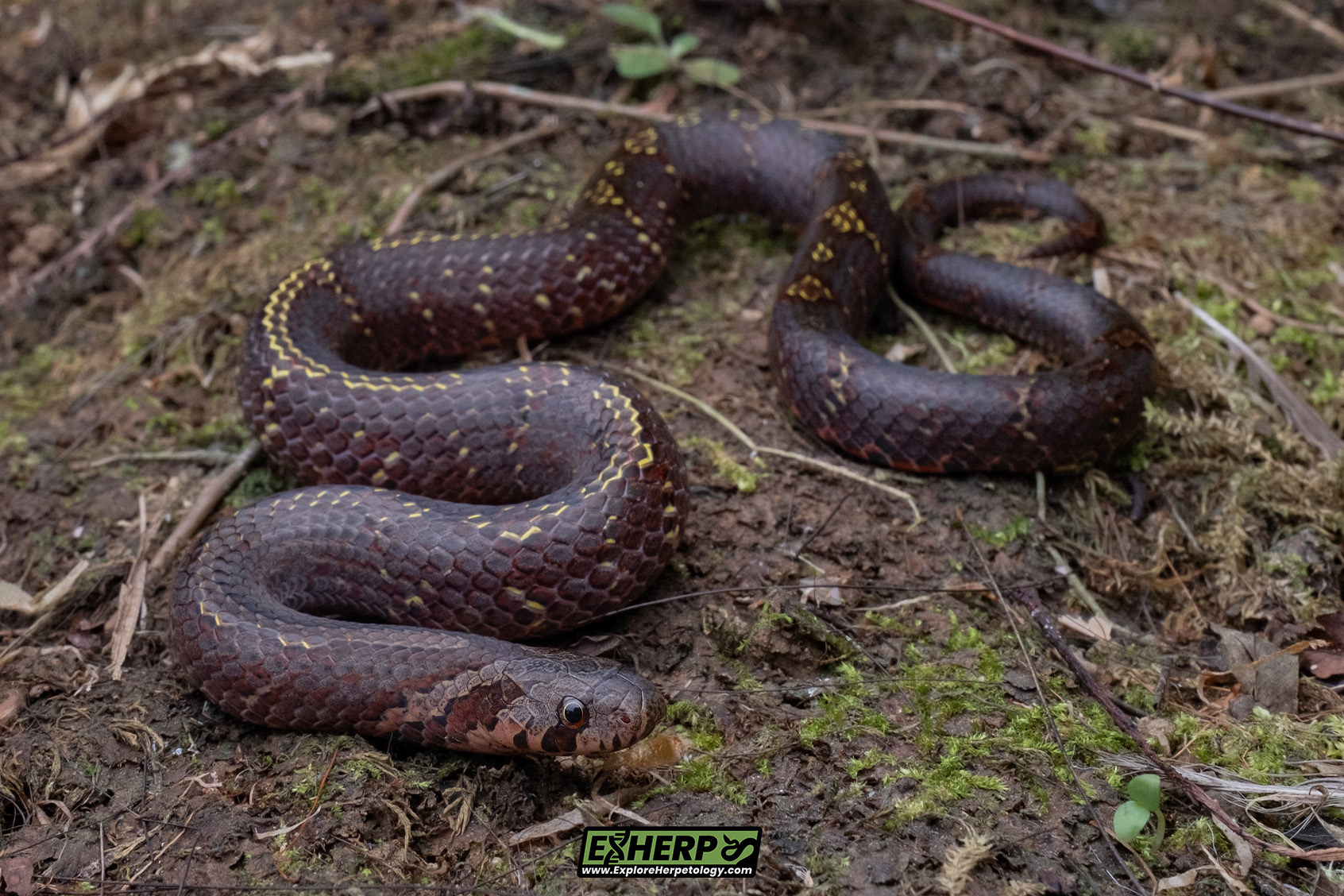 Petronella's kukri snake (Ologodon petronellae).