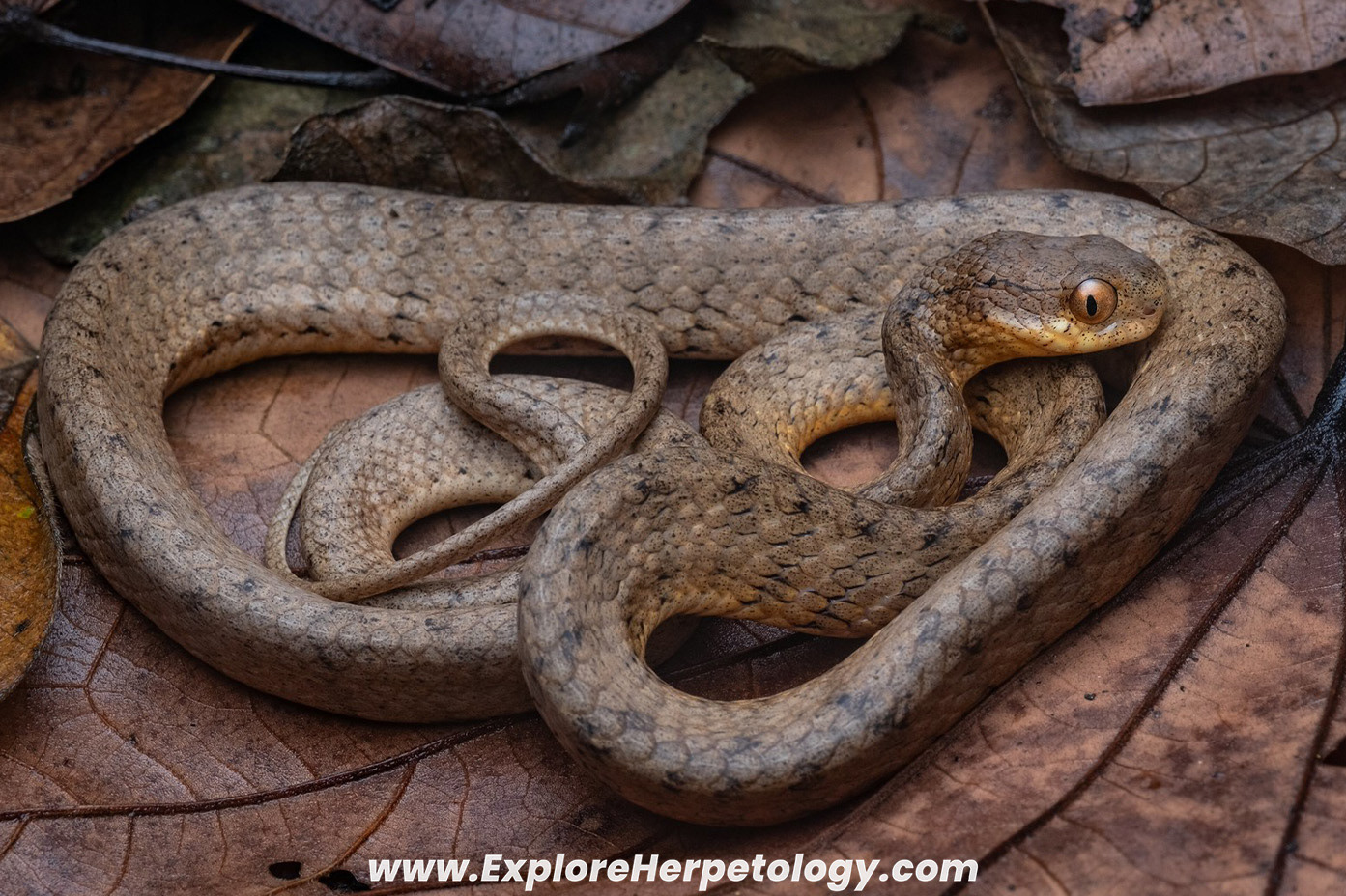Berdmore's slug snake (Pareas berdmorei).