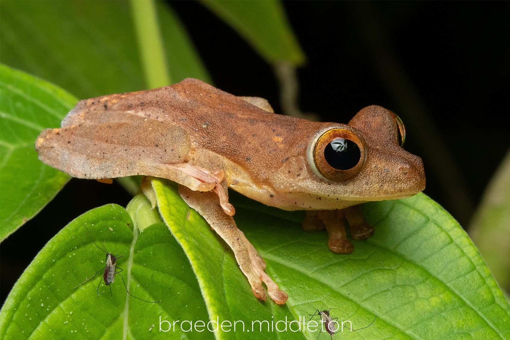 Harlequin flying frog (Rhacophorus pardalis).
