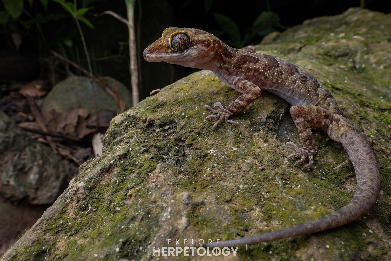 Jaeger's bent-toed gecko (Cyrtodactylus jaegeri)