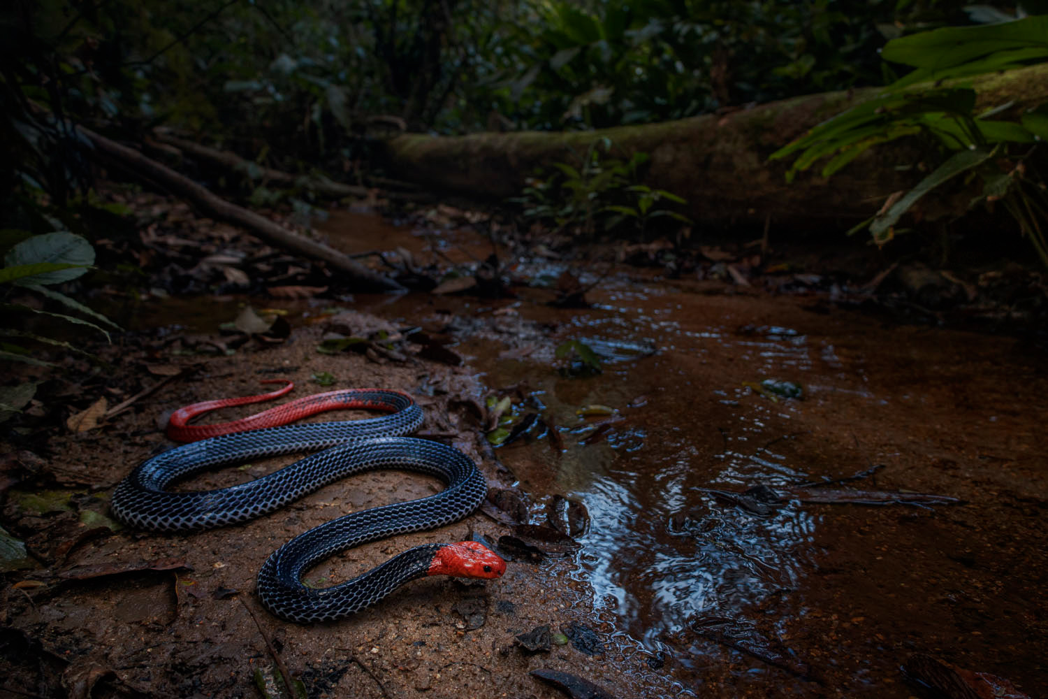Red-headed krait (Bungarus flaviceps)
