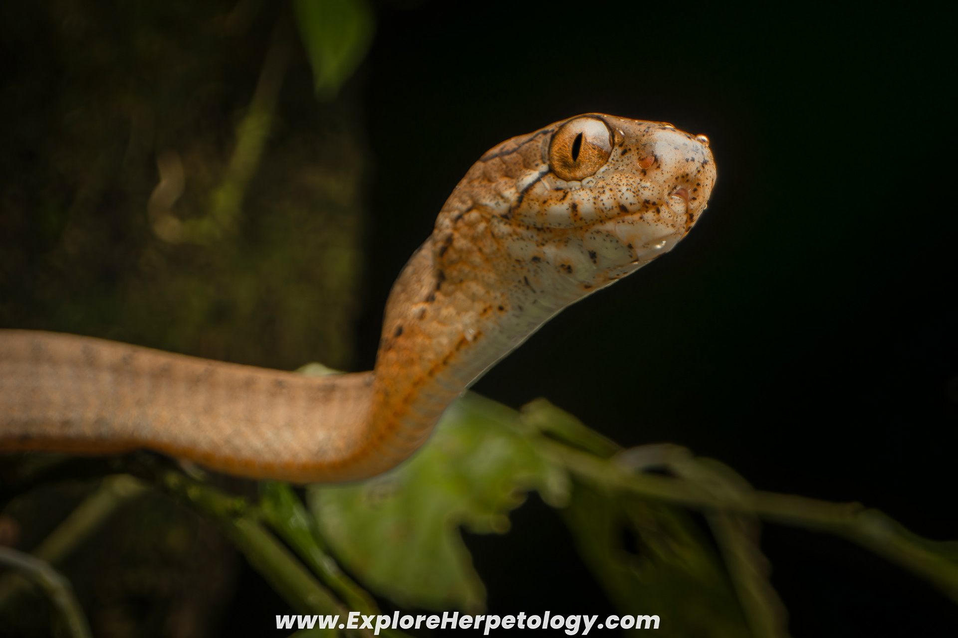 Keeled slug snake (Pareas carinatus).