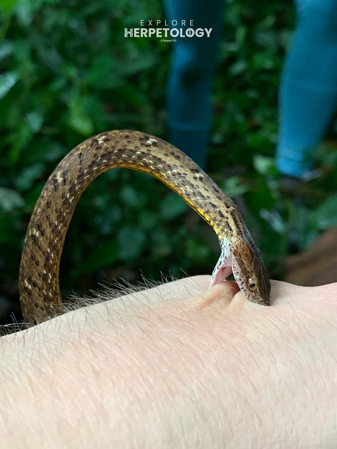 Mock viper (Psammodynastes pulverulentus)