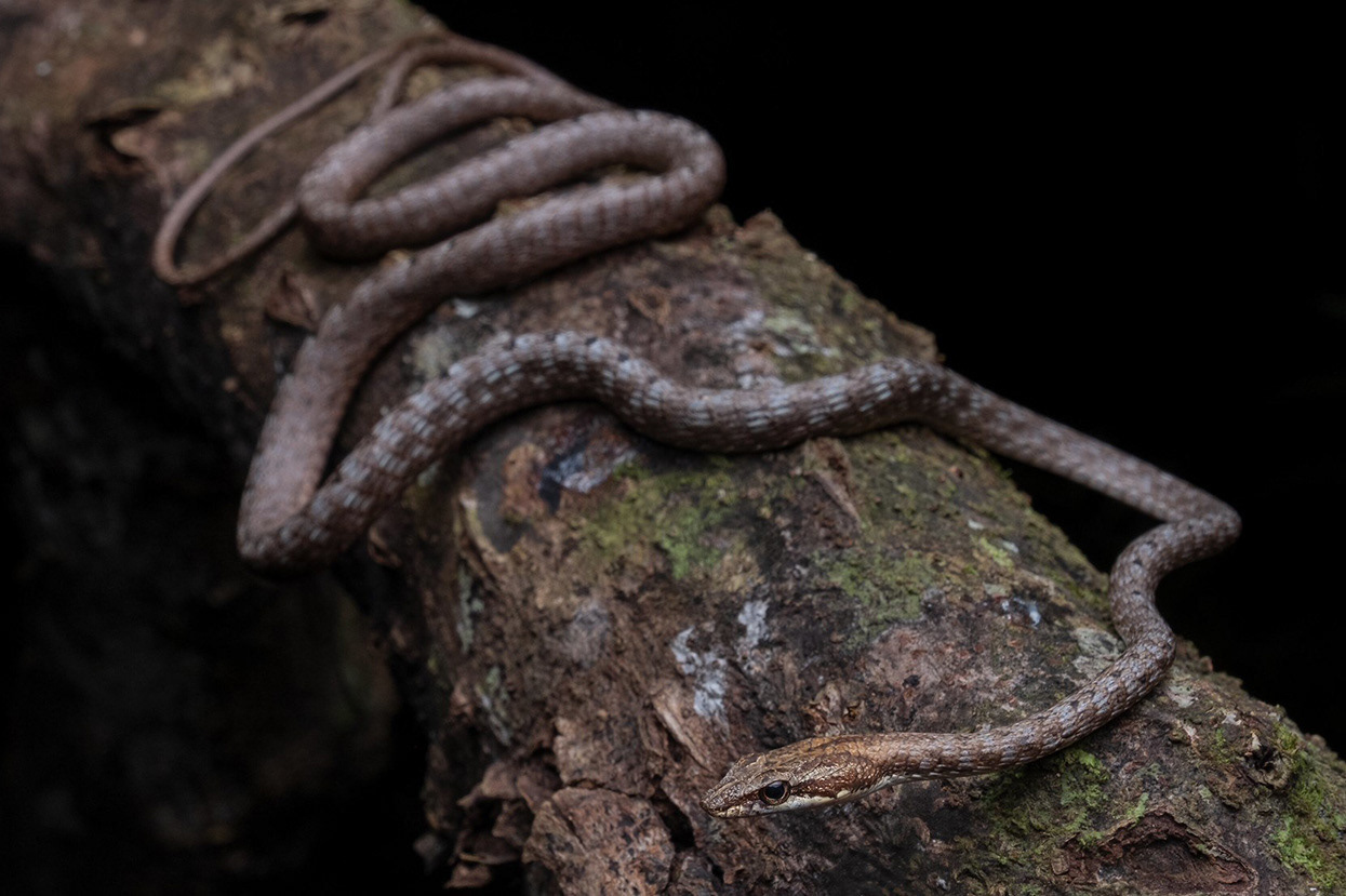 Keel-bellied whip-snake (Dryophiops rubsecens).