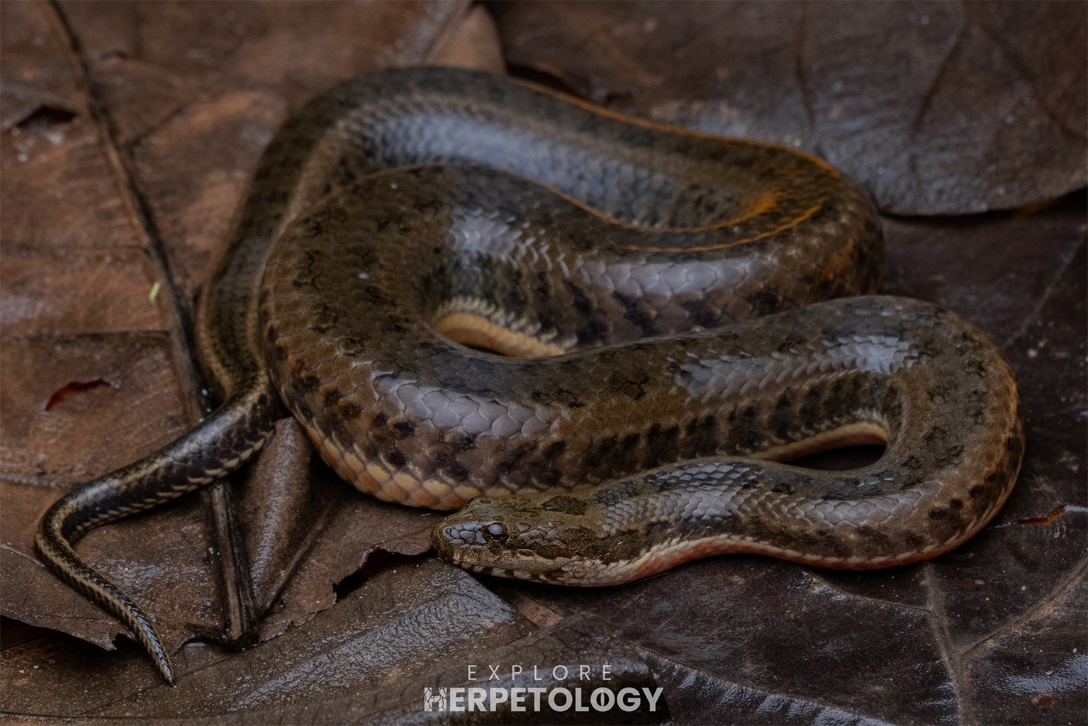 Mekong mud snake (Enhydris subtaeniata)