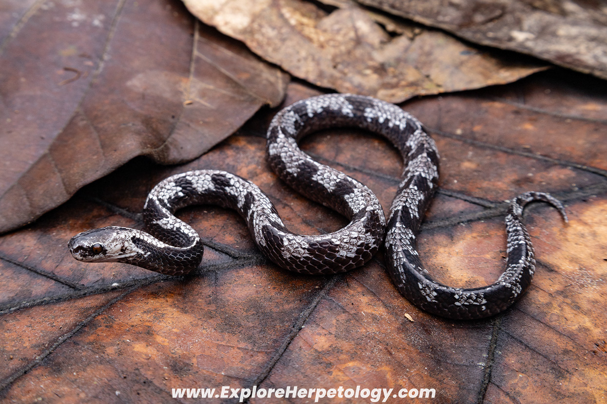 Malaccan slug snake (Asthenodipsas malaccanus).