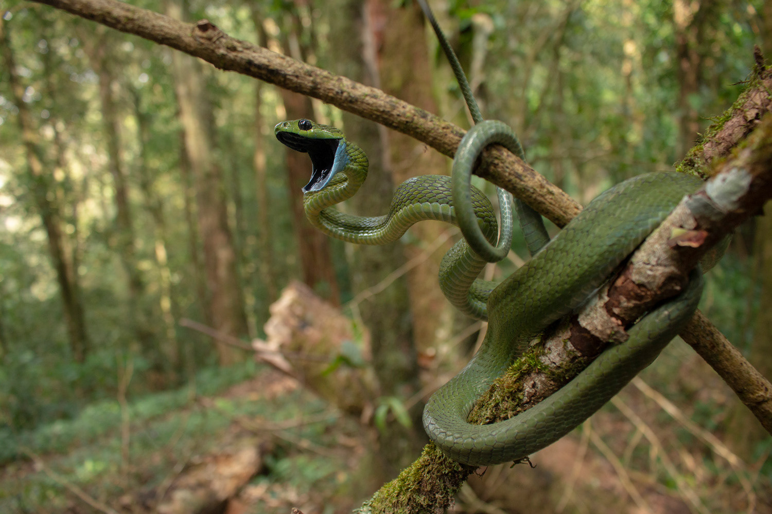 Green cat snake (Boiga cyanea).