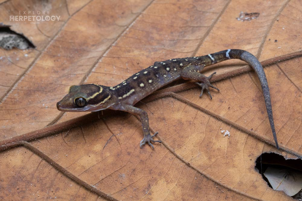 Oldham’s bent-toed gecko (Cyrtodactylus oldhami)
